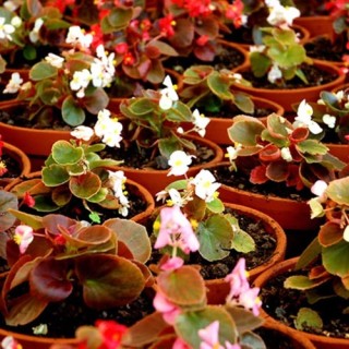 Planta Temporada
