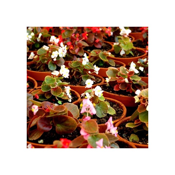 Planta Temporada