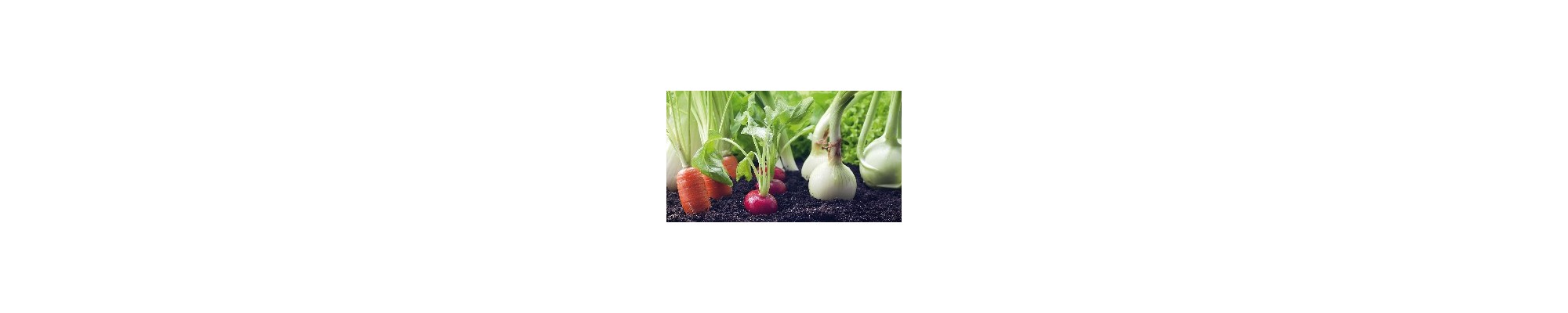 Huerta y Jardin
